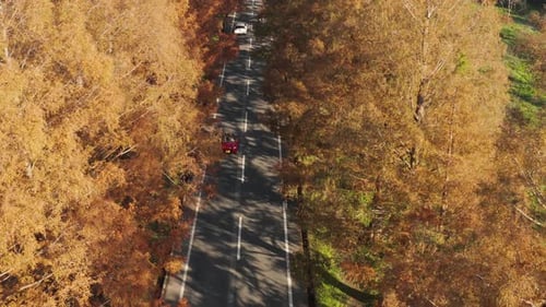 Avenida Metasequoia em Shiga, Japão. Inclinação aérea enquanto os carros passam pela Autumn Road 4k