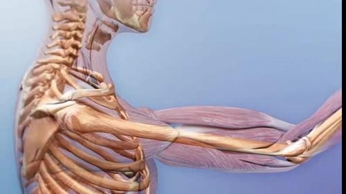 3D Human Arm Anatomy with Muscle and Bone Contraction