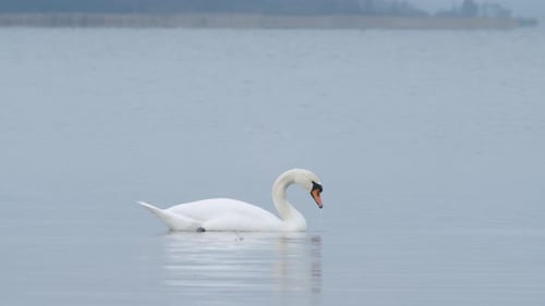 White Swan Foraging in Gray Lake Waters