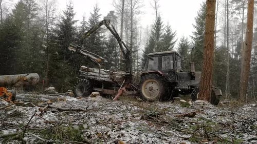 Forestry tractor with grab arm picking tree trunks in forest on light snow day. Static