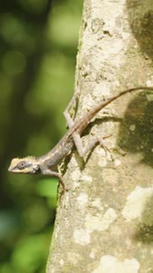 Vidéo verticale. Lézard accroché au tronc d'arbre en plein soleil avec fond vert flou