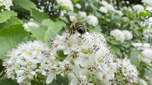 A Bee Crawls on the Spring White Flowers of an Elderberry and Then Flies Away
