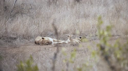 Lioness resting with her cubs in the plains of Kruger National Park, South Africa - 4K