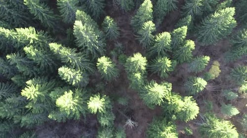 Fast and Maneuverable Flight Over the Hill with Forest and Tree Tops with a Beautiful Sunset in the