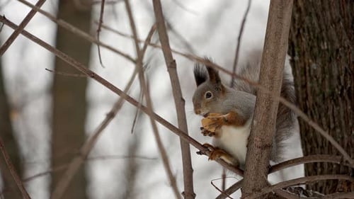 Close-up of a smart fluffy squirrel eating a nut.