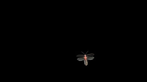 Firefly Flying Top View Transparant Mov
