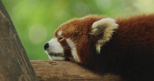 Red Panda Napping Peacefully on Branch