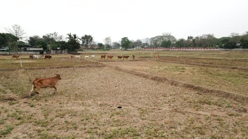 Plan of a Farm with Several Cows in the Field