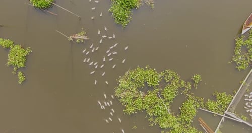Eceng Gondok in Rawa Pening Ambarawa