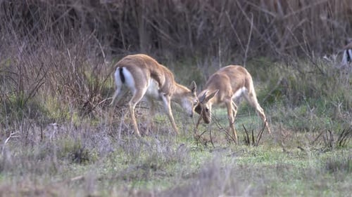 Young Mountain gazelles Horn fight and playing, 2022