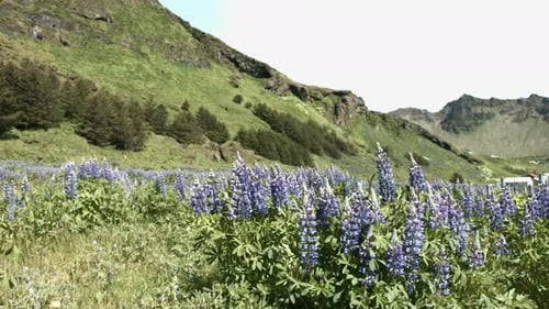 Stable shot of a purple lupin field being blown by the wind on a sunny summer day