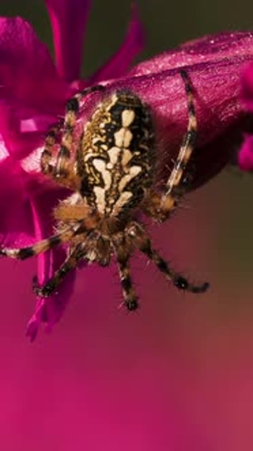 Eine große Spinne, die mit ihrem Rücken sitzt und ein schönes Muster hat. Kreieren Sie eine große, schöne Spinne