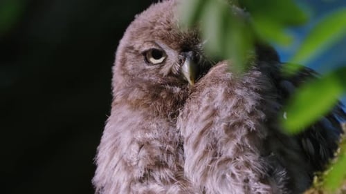 Little owl stare down to the camera in the forest at night, low angle shot
