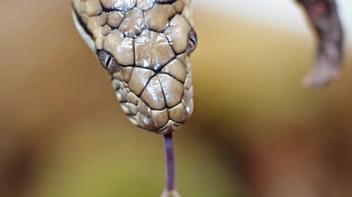 La pitón amatistina mueve su lengua de cerca mostrando escalas detalladas y una expresión enfocada
