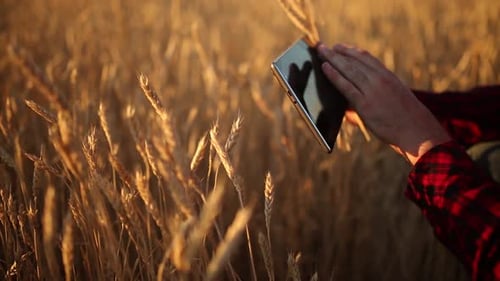 Man Using Tablet in Golden Wheat Field