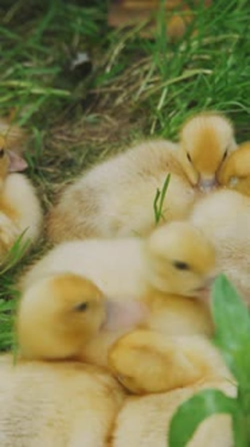 Vidéo verticale De petits canetons se blottissent étroitement sur un terrain vert Un groupe de petits canetons