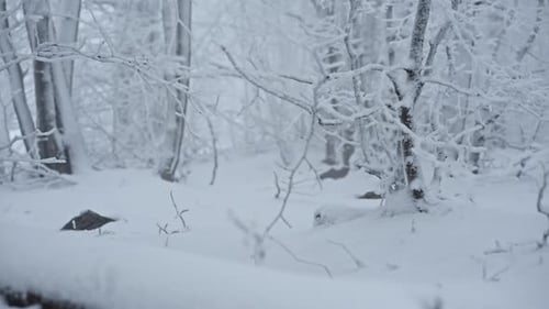 Snowy frosty forest evoking calm and solitude in a winter wonderland