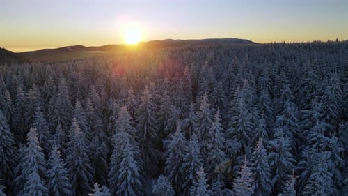 Aerial Over Winter Forest Sunset