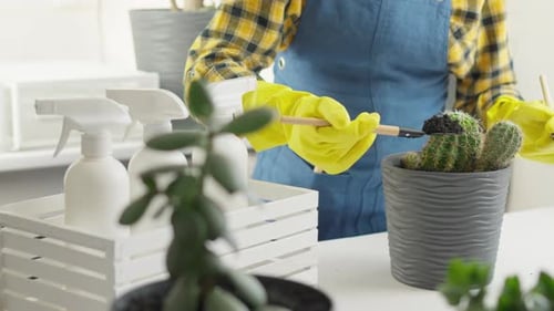 Woman Tends to Cactus Garden Indoors
