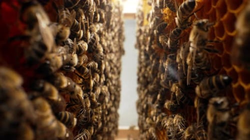 Bees Swarming in Honeycomb Extreme Macro Slider footageInsects Working Beehive