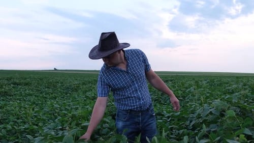 An Agronomist Inspects Soybean Crops Growing on a Farm The Concept of Agricultural Production