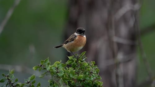 Männlicher europäischer Steinmaulkater auf einem Busch, der sich im Wind wiegt
