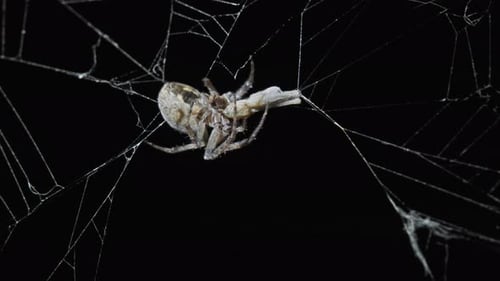 Spider Eating Prey at Night