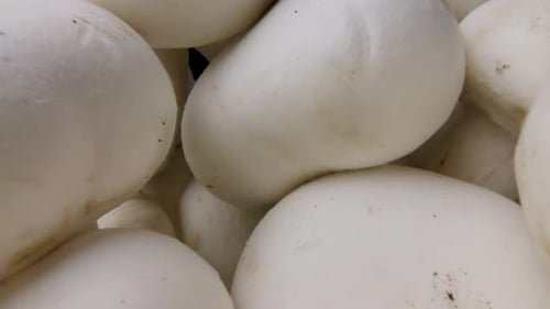 Close Up of Fresh White Button Mushrooms