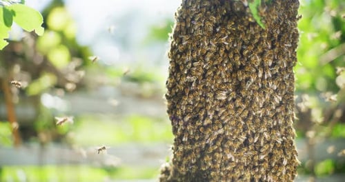 Massive Swarm of Honeybees Clustering on Tree Trunk