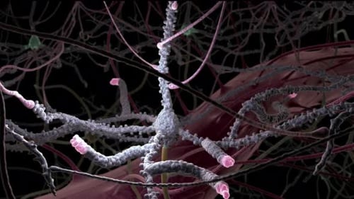 Rede de células neuronais com sinapses no cérebro humano
