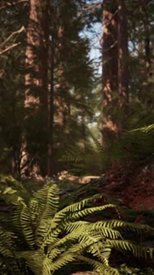 Early Morning Sunlight in the Sequoias of Mariposa Grove