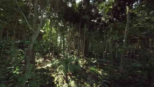 Shadowy Forest Floor with Intertwined Trunks and Filtered Sunlight