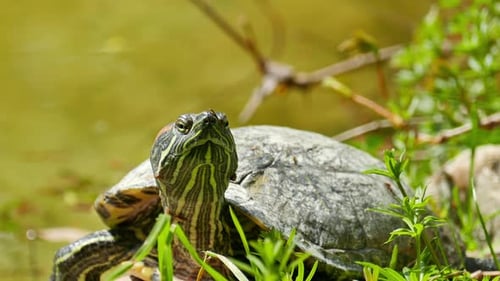 Schildkröte am Ufer des Sees