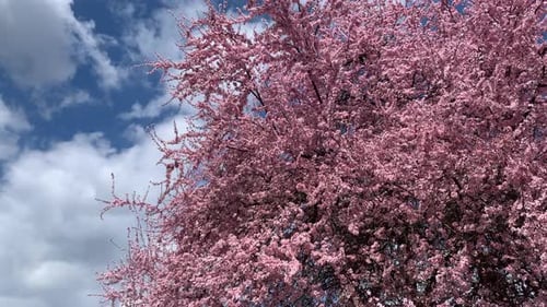 Spring Pink Cherry Blossoms with Blue Sky in hungary