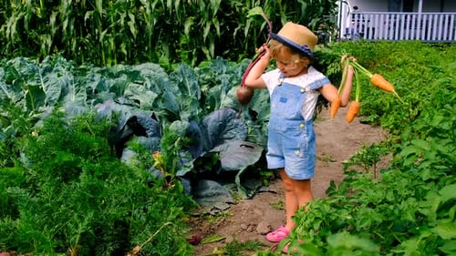 a Child Harvests in the Garden Selective Focus