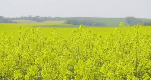 Ölsaaten, Rapsfeld, Rapsblüte, Landwirtschaft, Wachstumsökologie