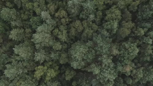 Dense green pattern texture of boreal forest, top down aerial view