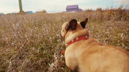 Dog Runs Through Field on a Sunny Day