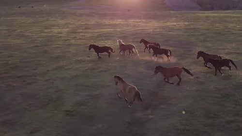 Aerial drone footage of horses galloping through a field at dusk.