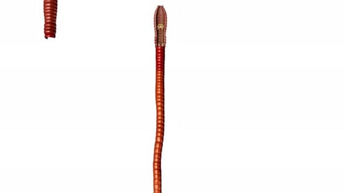 Detailed illustration of earthworm internal anatomy for science education