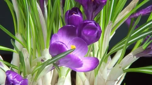 Épanouissement des fleurs, floraison des fleurs