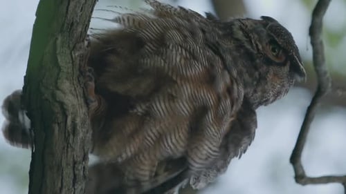 Vertical owl shaking it's feathers