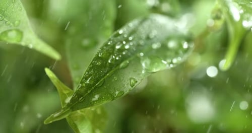 Close up of raindrops in super slow motion. Rain drips on the green leaves of the plant.