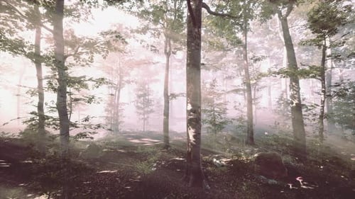 Rays of Sunlight Falling Into a Misty Forest