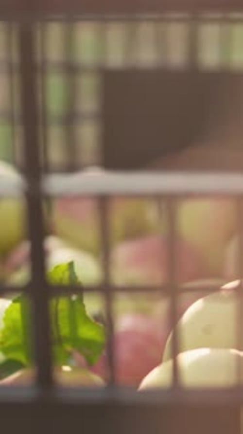 Fresh Apples in Crate