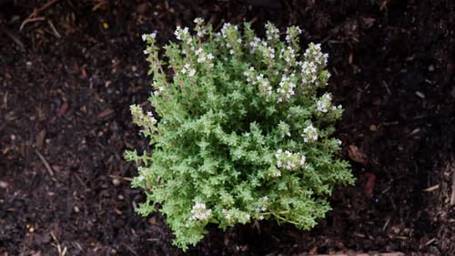 Vue aérienne de jeunes plants de thym dans un potager de jardin, 4K