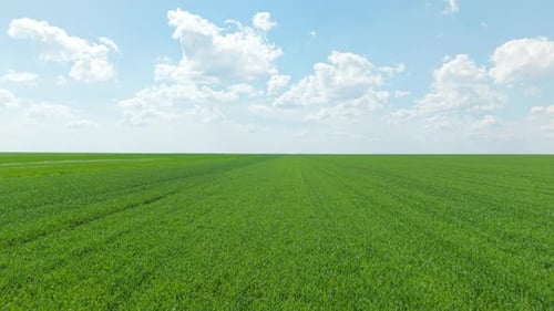 Blue Sky and Green Landscape Background Drone Flying Over Wheat Field in Bulgaria