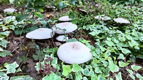 Agaricus mushrooms in a coniferous forest covered with green ivy