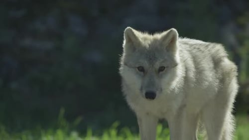 Wolves in Canadian Boreal Forest