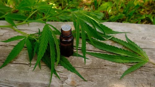 Suplementos de cannabis e foco seletivo em homeopatia